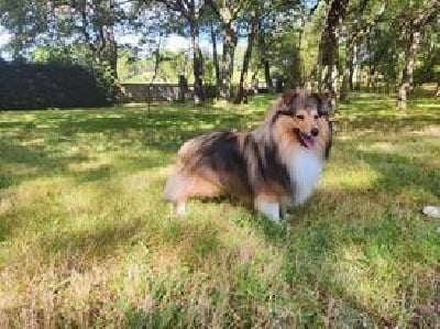 Étalon Shetland Sheepdog - Thales De La Tribu De Kiswana