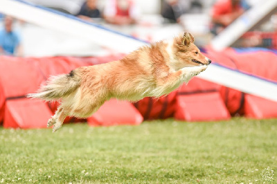 Étalon Shetland Sheepdog - Red eyes sword Du Jardin D'aouregan