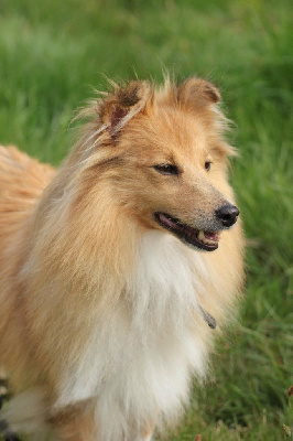 Étalon Shetland Sheepdog - Rivia's lands so wild Of blue tails