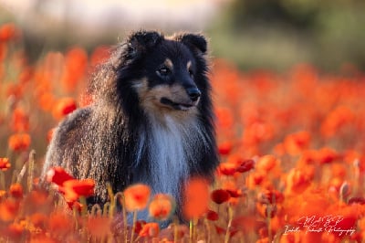 Étalon Shetland Sheepdog - Tout schuss des loups de l'isengard