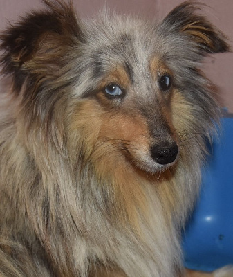 Étalon Shetland Sheepdog - Turquoise De la combe berail