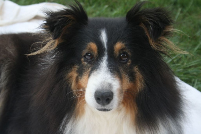 Étalon Shetland Sheepdog - Mimy maty White And Black Blue