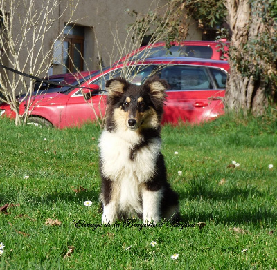 Étalon Shetland Sheepdog - Sangria de la bergerie d'argent