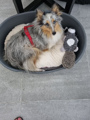 Étalon Shetland Sheepdog - Saphira de la Chambrette Agenaise