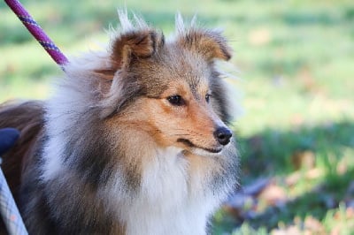 Étalon Shetland Sheepdog - Tippi De La Tribu De Kiswana