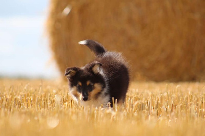 Étalon Shetland Sheepdog - Veronese brun du Cèdre Enchanté