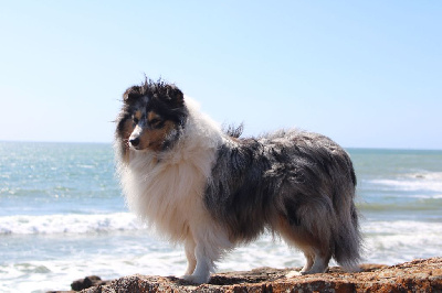 Étalon Shetland Sheepdog - Romance à rome Du Charme Berger