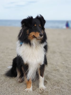 Étalon Shetland Sheepdog - Stoupa des pierres de jade