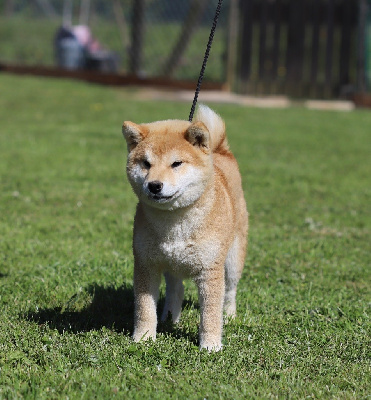 Étalon Shiba - Valko De Trotapel