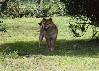 Étalon Shiba - Tomodachi de percyval