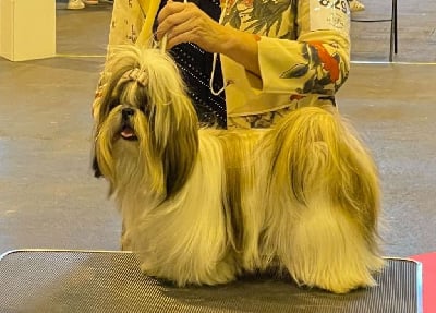 Étalon Shih Tzu - Mandarin Garden's Scandalous