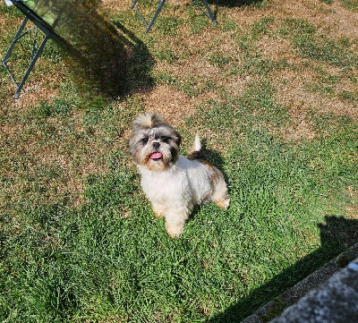 Étalon Shih Tzu - Sally du Moulin de Bonneval