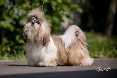 Étalon Shih Tzu - CH. Be my inspiration sweet addict