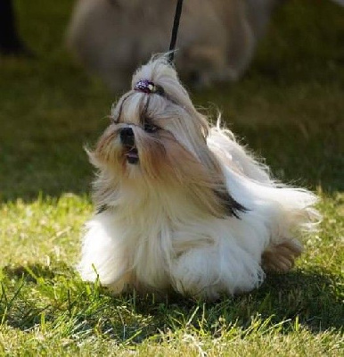 Étalon Shih Tzu - CH. Tzugalie Des Douceurs Ancestrales