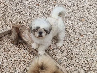 Étalon Shih Tzu - Teddy (Sans Affixe)