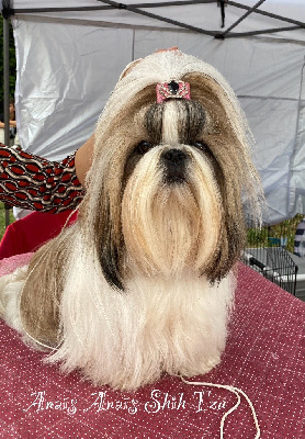 Étalon Shih Tzu - Teenangel Shiny