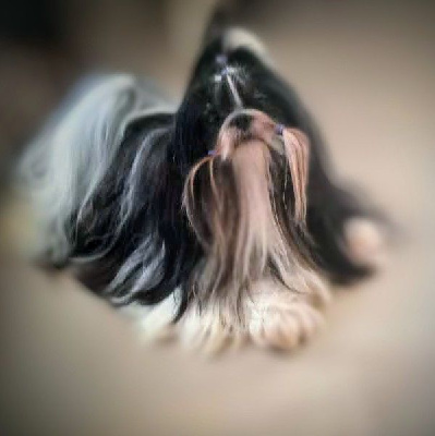 Étalon Shih Tzu - Halashan Telle une légende urbaine