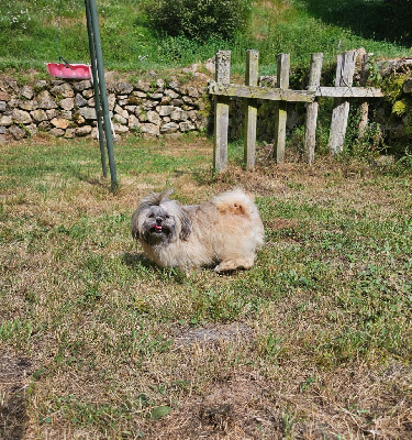 Étalon Shih Tzu - Twinybam du Moulin de Bonneval