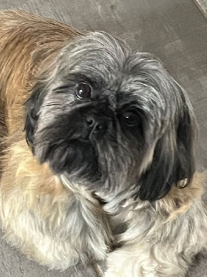 Étalon Shih Tzu - Rosalyne Du Royaume De Nanzhao