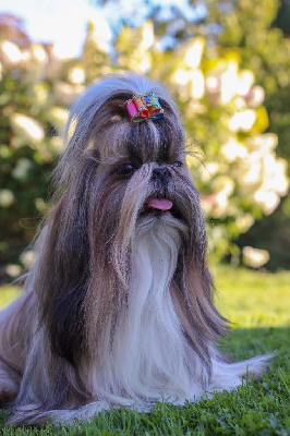 Étalon Shih Tzu - Tsomo of ai huong lan's Dreams