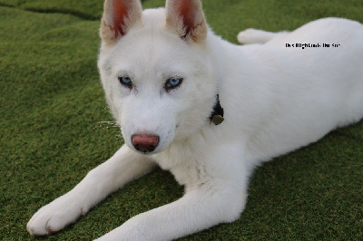 Étalon Siberian Husky - Seiko Des Highlands Du Sud