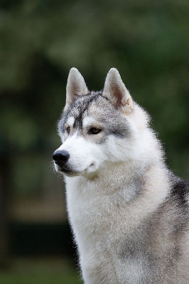 Étalon Siberian Husky - CH. Genesis de zakouma