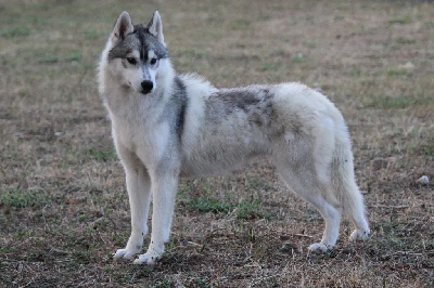 Étalon Siberian Husky - Ultima Des Legendes Du Triskel