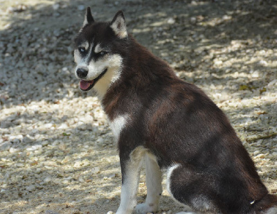 Étalon Siberian Husky - svobodnaya staya Jamaica