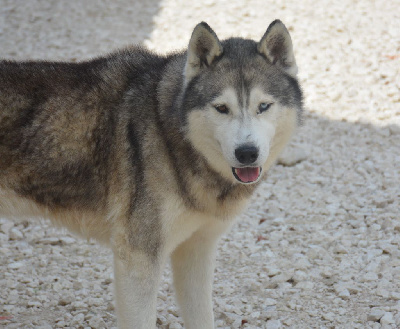 Étalon Siberian Husky - happyheart siberians Bear made in russia dit nolan