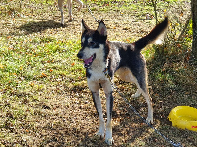 Étalon Siberian Husky - Ranger du Menez des Glaziks