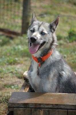 Étalon Siberian Husky - CH. Spirit du Menez des Glaziks