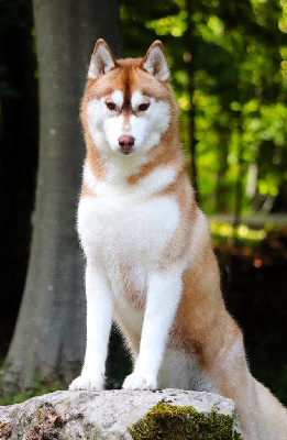 Étalon Siberian Husky - Unbelievable hearts storm Des Petits Loups Polaires