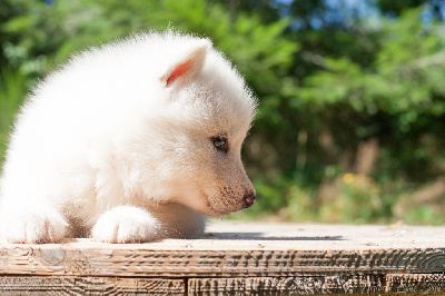 Étalon Siberian Husky - Volcano's fire on thorn Of Northern Lights Spirit