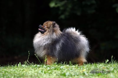 Étalon Spitz allemand - Pom Of The Gang Keyser s&ouml;ze