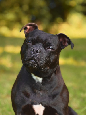 Étalon Staffordshire Bull Terrier - Pipper Du Domaine De Granite Eure