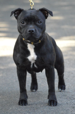 Étalon Staffordshire Bull Terrier - Up miss banana Victorious Shadow Gang