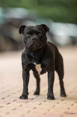 Étalon Staffordshire Bull Terrier - CH. Arvernmolosse Titan