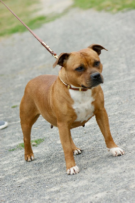 Étalon Staffordshire Bull Terrier - Tika Du Domaine De Babylone