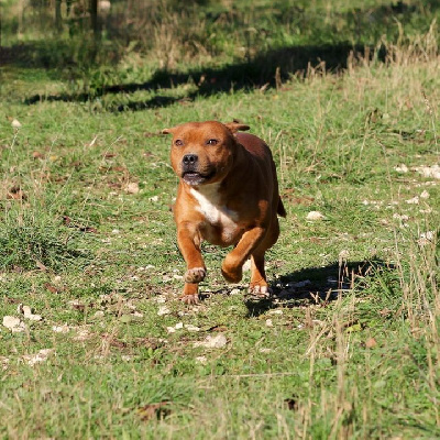 Étalon Staffordshire Bull Terrier - Sushi box Du Castel Des Petits Coeurs