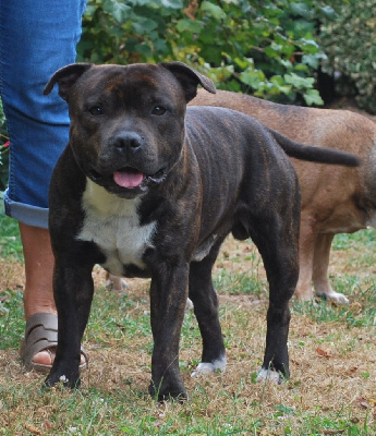 Étalon Staffordshire Bull Terrier - Salem big idle of Happy Angels