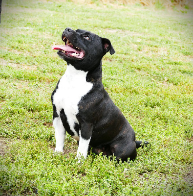 Étalon Staffordshire Bull Terrier - Tenacious rosie the riveter de la Pommeraie des Loups