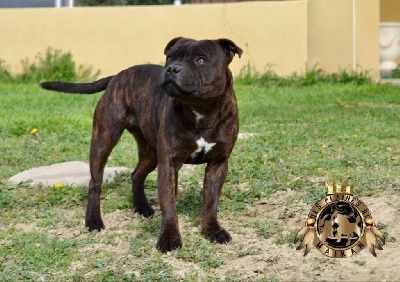 Étalon Staffordshire Bull Terrier - Taika Des Plaines De Maikan