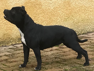 Étalon Staffordshire Bull Terrier - Be Disruptive Samka