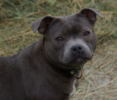 Étalon Staffordshire Bull Terrier - Tinley (Sans Affixe)