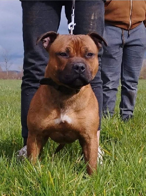 Étalon Staffordshire Bull Terrier - CH. U jax teller Des Terres D'Iro}