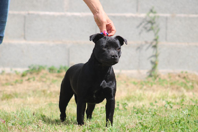 Étalon Staffordshire Bull Terrier - Very irrésistible De Rockstar Dog