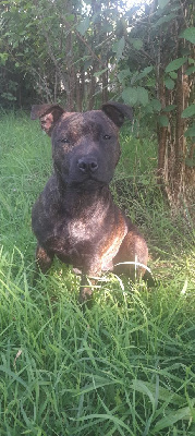 Étalon Staffordshire Bull Terrier - Shaïna (Sans Affixe)