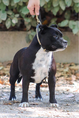 Étalon Staffordshire Bull Terrier - Une beauté fatale Du Castel Des Petits Coeurs