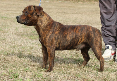 Étalon Staffordshire Bull Terrier - Good Choice's Select Titan