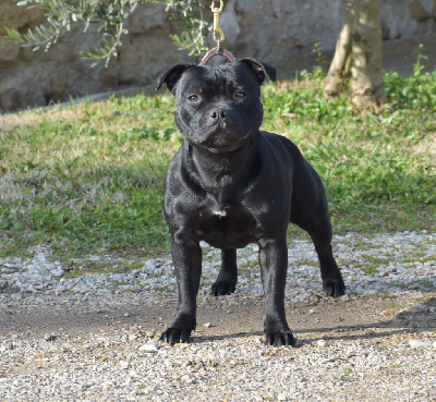 Étalon Staffordshire Bull Terrier - Tallinn cries for ukraine De La Ronce Des Hautures